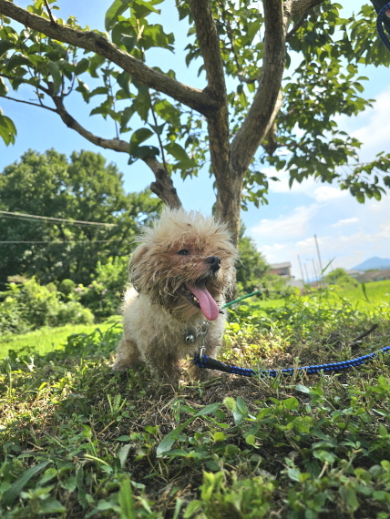 보호중 말티즈의 가…